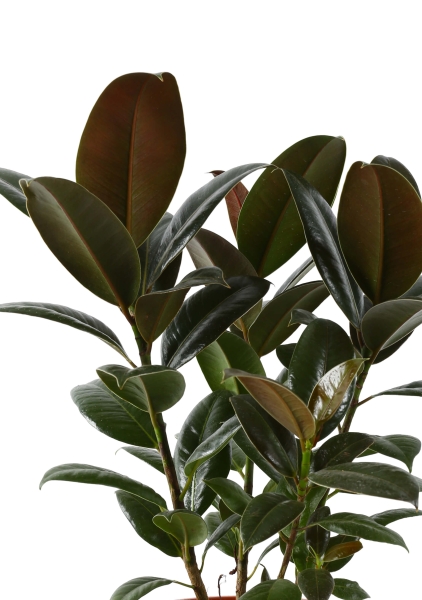 Фикус Эластика Мелани 3 ствола 27/140 см