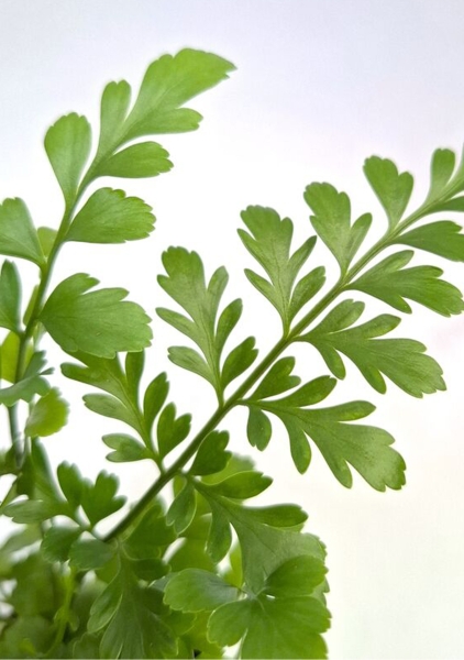 Папоротник Парвати 27/60 см