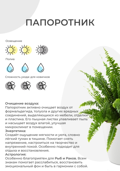 Папоротник Парвати 27/60 см