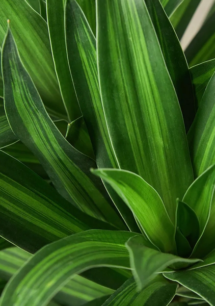 Драцена Песнь Ямайке 24/120 см