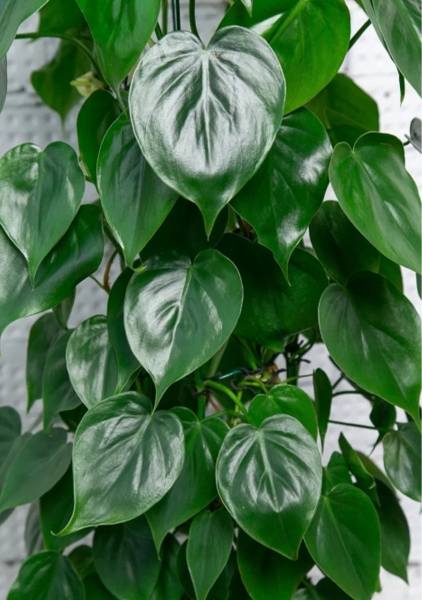 Филодендрон Сканденс Бразил на опоре 24/120 см