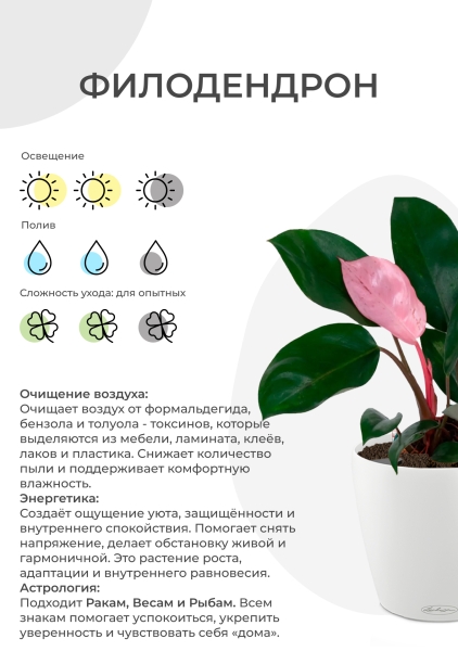 Филодендрон Сканденс Бразил на опоре 24/120 см