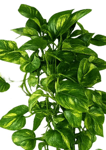 Сциндапсус Ауреум 14/40 см