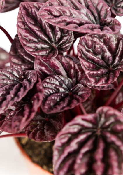 Пеперомия Каперата микс 12/20 см