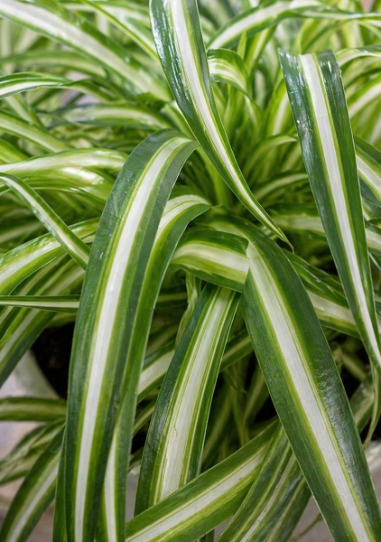 Хлорофитум Атлантик 12/25 см