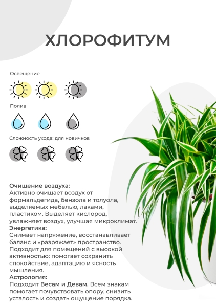 Хлорофитум Атлантик 12/25 см