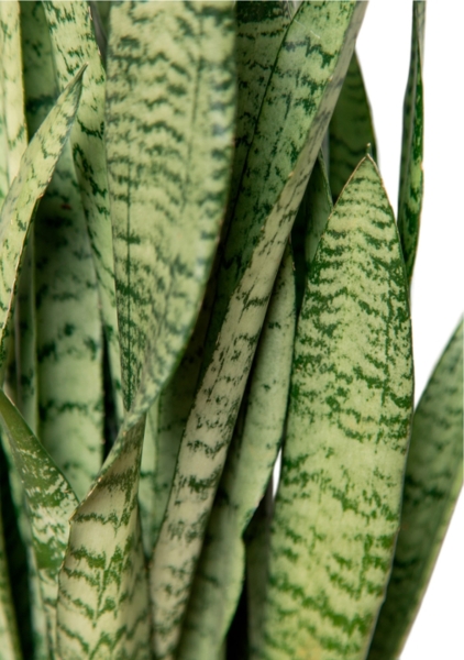 Сансевиерия Зейланика 30/100 см