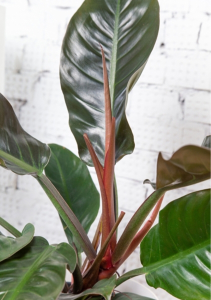 Филодендрон Империал Ред 12/30 см