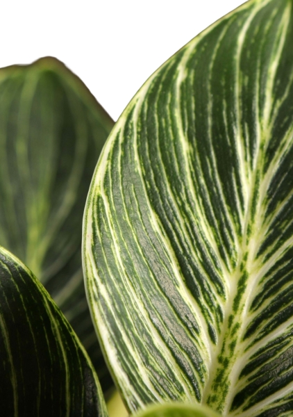 Филодендрон Биркин 9/15 см