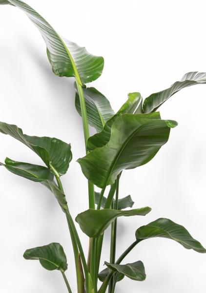 Стрелиция Николай 21/130 см