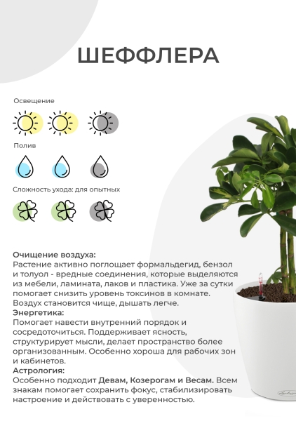 Шеффлера Компакта переплетенная 34/170 см