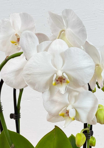 Орхидея Фаленопсис микс 2 ствола 12/60 см