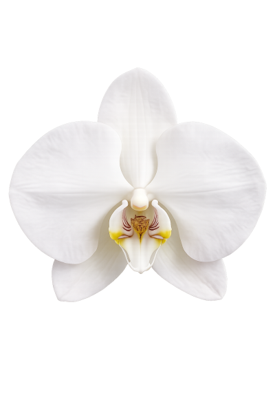 Орхидея Фаленопсис микс 2 ствола 12/60 см