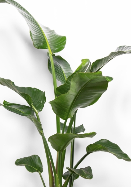 Стрелиция Николай 24/110 см