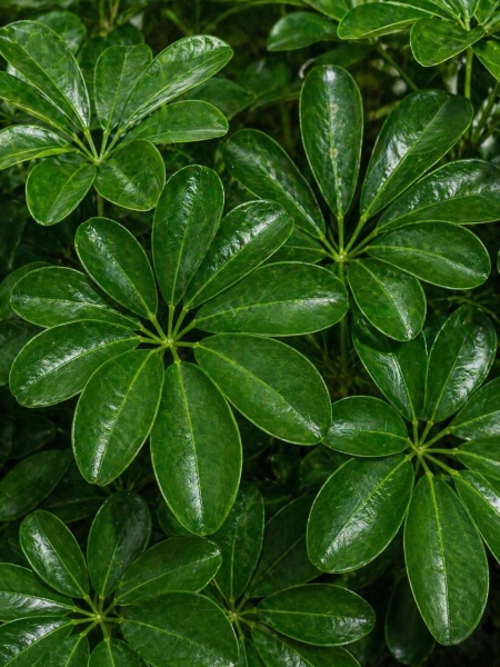 Шеффлера Компакта на стволе 30/160 см