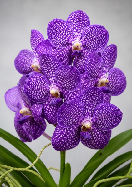 Ванда Champagne Фиолетовый 24/70 см