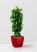 Драцена Гавайская 27/190 см в QUADRO LS 43