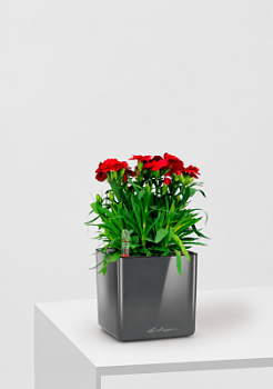 Гвоздика Оскар 12/25 см в CUBE GLOSSY 14