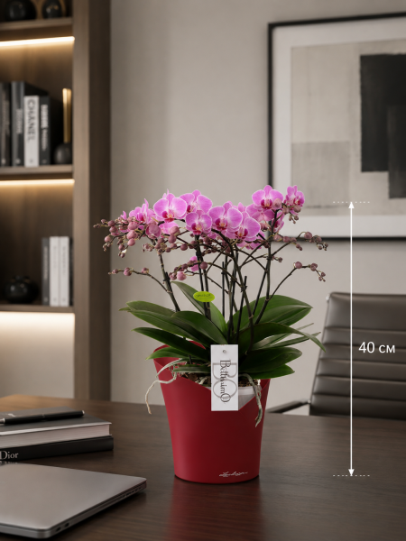 Орхидея Карола в ORCHIDEA 18 Орхидея Карола в ORCHIDEA 18