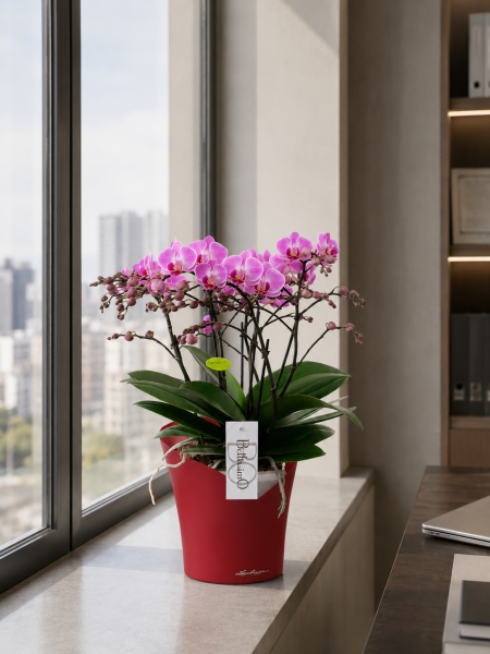 Орхидея Карола в ORCHIDEA 18 Орхидея Карола в ORCHIDEA 18