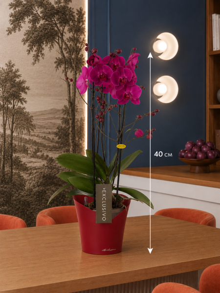 Фаленопсис Маеко в ORCHIDEA 18 Фаленопсис Маеко в ORCHIDEA 18