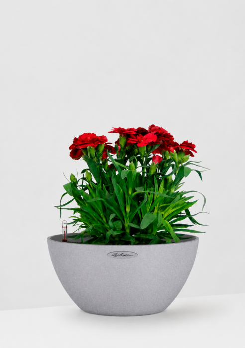 Гвоздика Оскар 12/25 см в CUBETO Stone 30х13 см, серый
