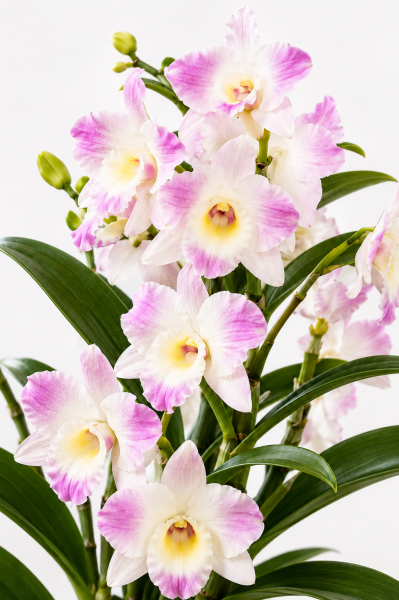 Орхидея Дендробиум розовый в ORCHIDEA 18 Орхидея Дендробиум розовый в ORCHIDEA 18