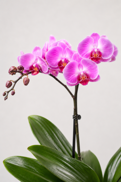 Орхидея Карола в ORCHIDEA 18 Орхидея Карола в ORCHIDEA 18