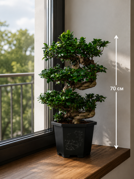 Фикус Микрокарпа Гинсенг каскад 30/70 см