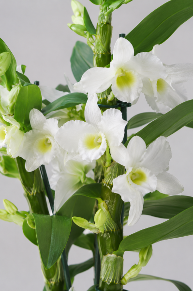 Орхидея Дендробиум белый в ORCHIDEA 18 Орхидея Дендробиум белый в ORCHIDEA 18