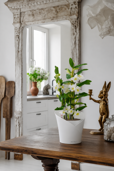 Орхидея Дендробиум белый в ORCHIDEA 18 Орхидея Дендробиум белый в ORCHIDEA 18