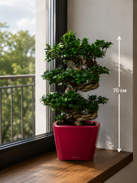Фикус Микрокарпа Гинсенг каскад 30/70 см Фикус Микрокарпа Гинсенг каскад 30/70 см