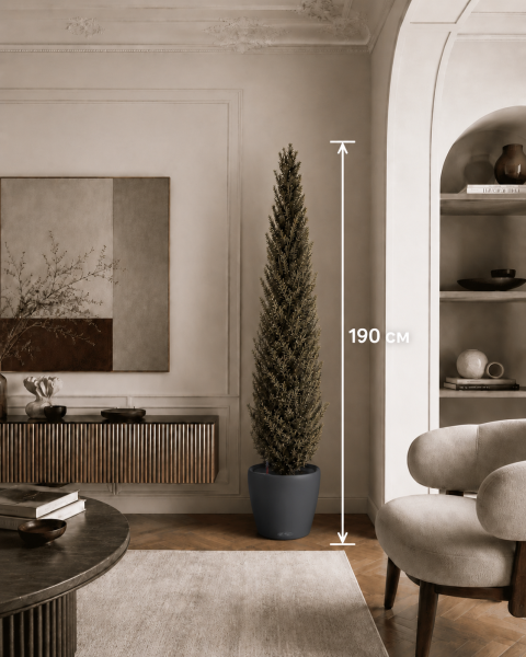Олива европейская Pyramid d40 см h190 см