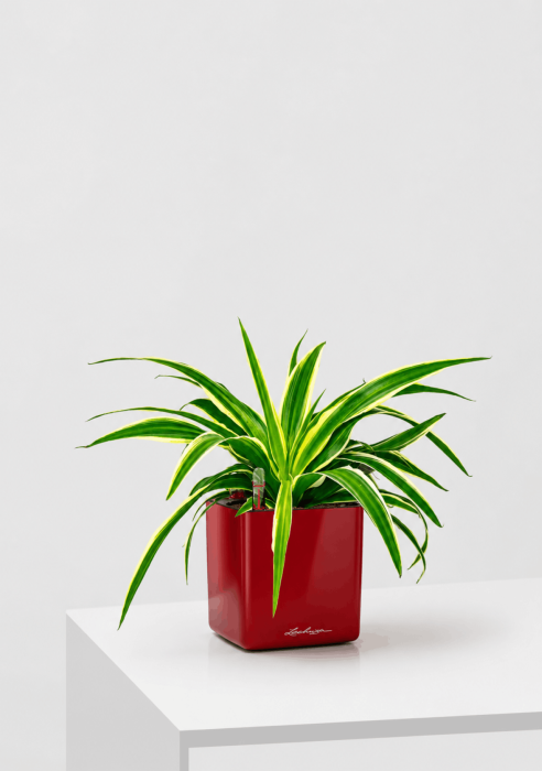 Хлорофитум Айриш 12/30 см в CUBE GLOSSY 14, ярко-красный блестящий