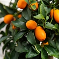 Кумкват