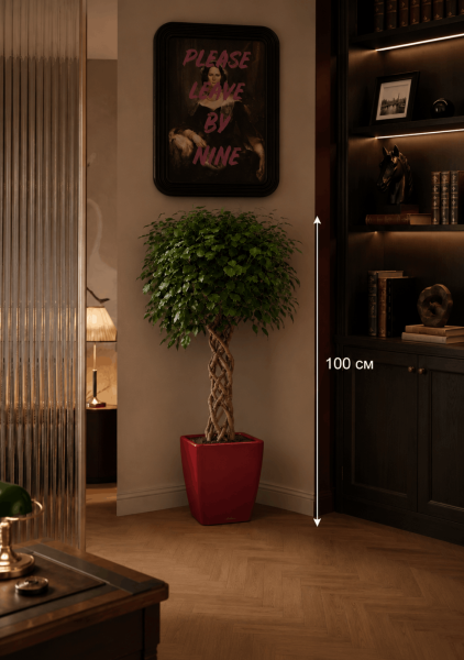 Фикус Бенджамина Экзотика цилиндр 24/100 см в QUADRO LS 28