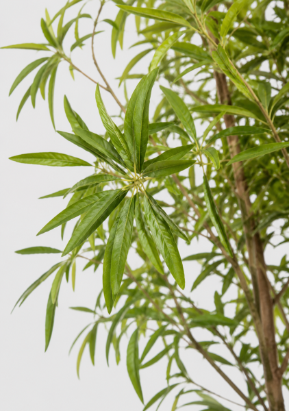 Полисциас Ming Branched d31 см h130 см Полисциас Ming Branched d31 см h130 см