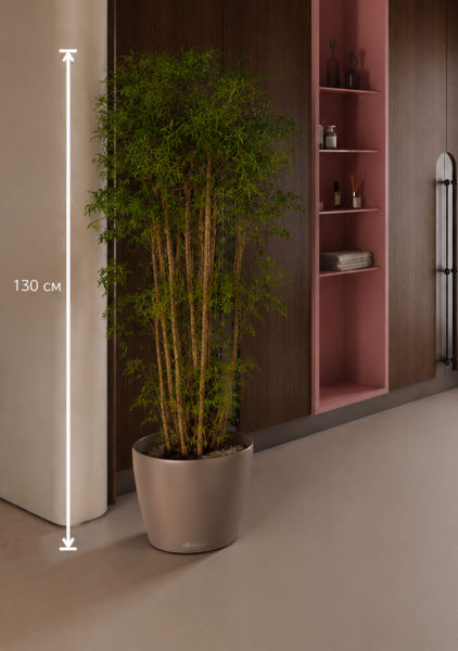 Полисциас Ming Branched d31 см h130 см Полисциас Ming Branched d31 см h130 см