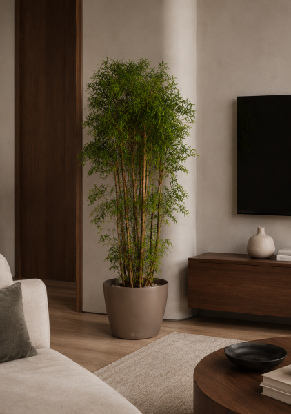 Полисциас Ming Branched d31 см h130 см Полисциас Ming Branched d31 см h130 см