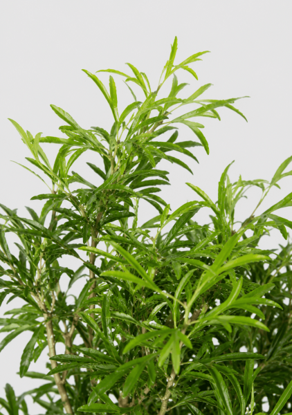 Полисциас Ming Branched d21 см h90 см Полисциас Ming Branched d21 см h90 см