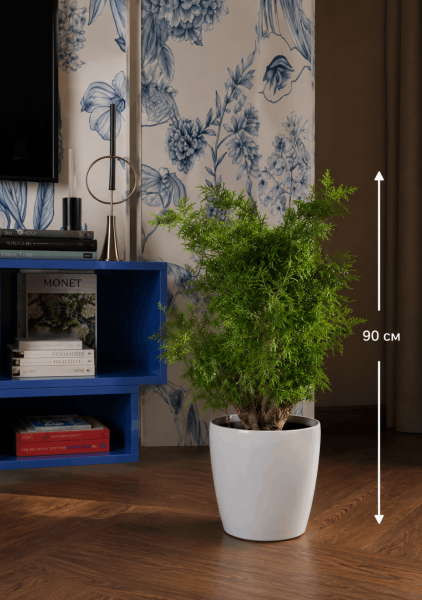 Полисциас Ming Branched d21 см h90 см Полисциас Ming Branched d21 см h90 см