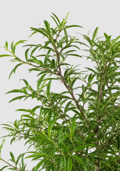 Полисциас Ming Branched d19 см h70 см Полисциас Ming Branched d19 см h70 см
