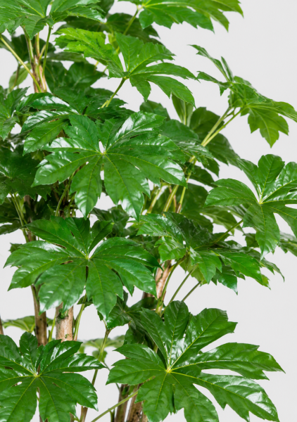 Полисциас Ming Branched d24 см h100 см Полисциас Ming Branched d24 см h100 см