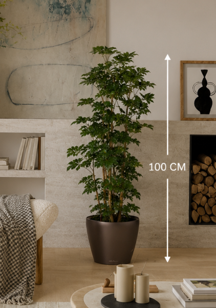 Полисциас Ming Branched d24 см h100 см Полисциас Ming Branched d24 см h100 см