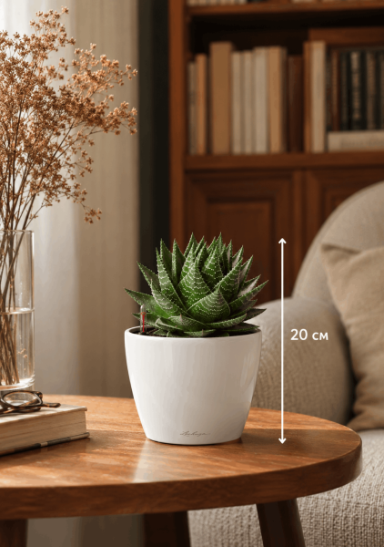 Алоэ Космо 10/20 см