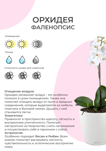 Орхидея Фаленопсис Белый Каскад 12/50 см Орхидея Фаленопсис Белый Каскад 12/50 см