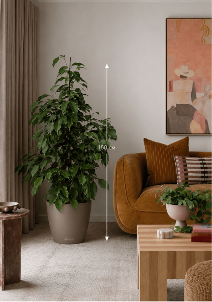 Фикус Бенджамина Экзотика 27/150 см Фикус Бенджамина Экзотика 27/150 см