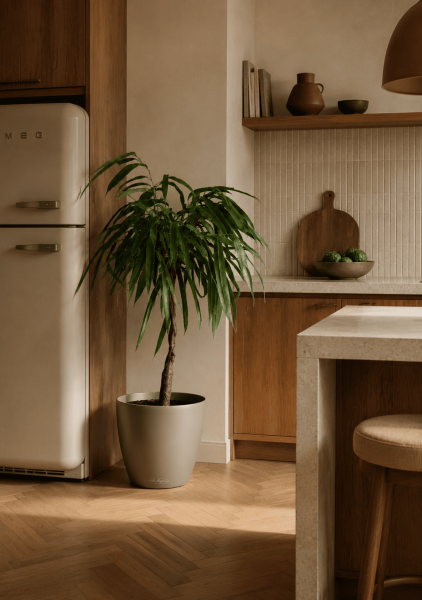 Фикус Биннендийка Махори d27 см h120 см Фикус Биннендийка Махори d27 см h120 см