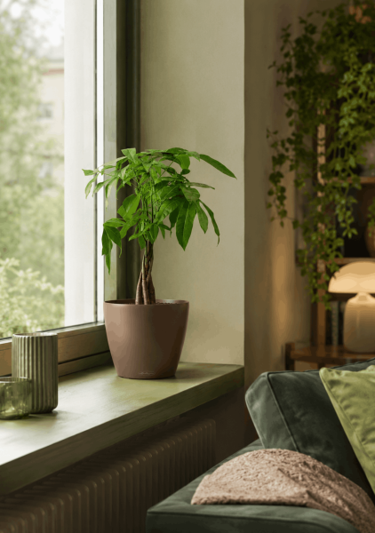 Пахира Акватика косичка 14/50 см в CLASSICO COLOR 18
