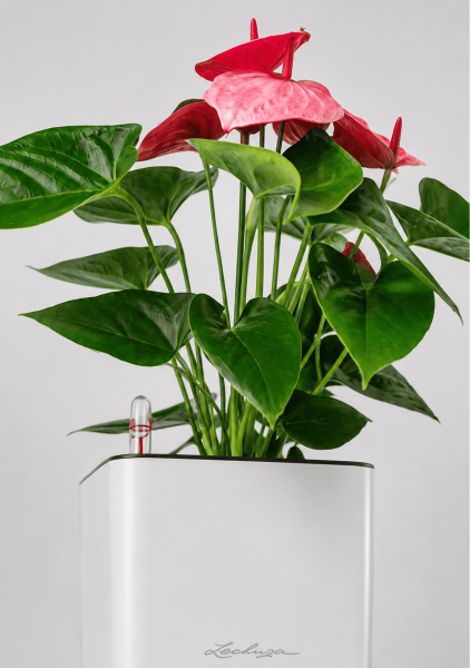 Антуриум розовый в CUBE GLOSSY 14